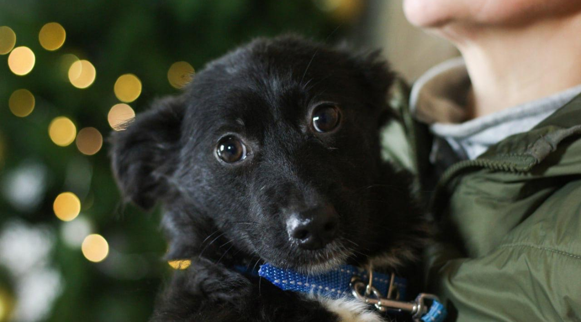 Chiens à adopter